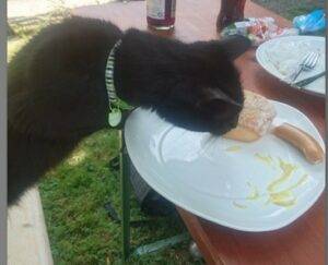 Boulefreaks Ueberlingen Berichte 2018 Liga picture 11